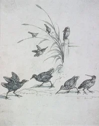 Eisvögel, Brachvogel und andere Vögel, 17. Jahrhundert (Zeichnung)